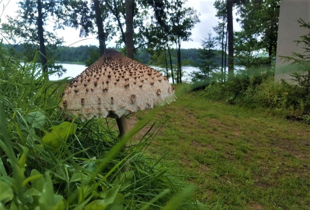 Jw Mazury Domy Wakacyjne Nad Jeziorem-Dom Czapla Waplewo  Eksteriør billede